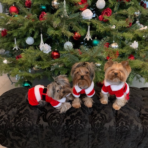 Meet your Posher, Carmen - Picture 3 of 3